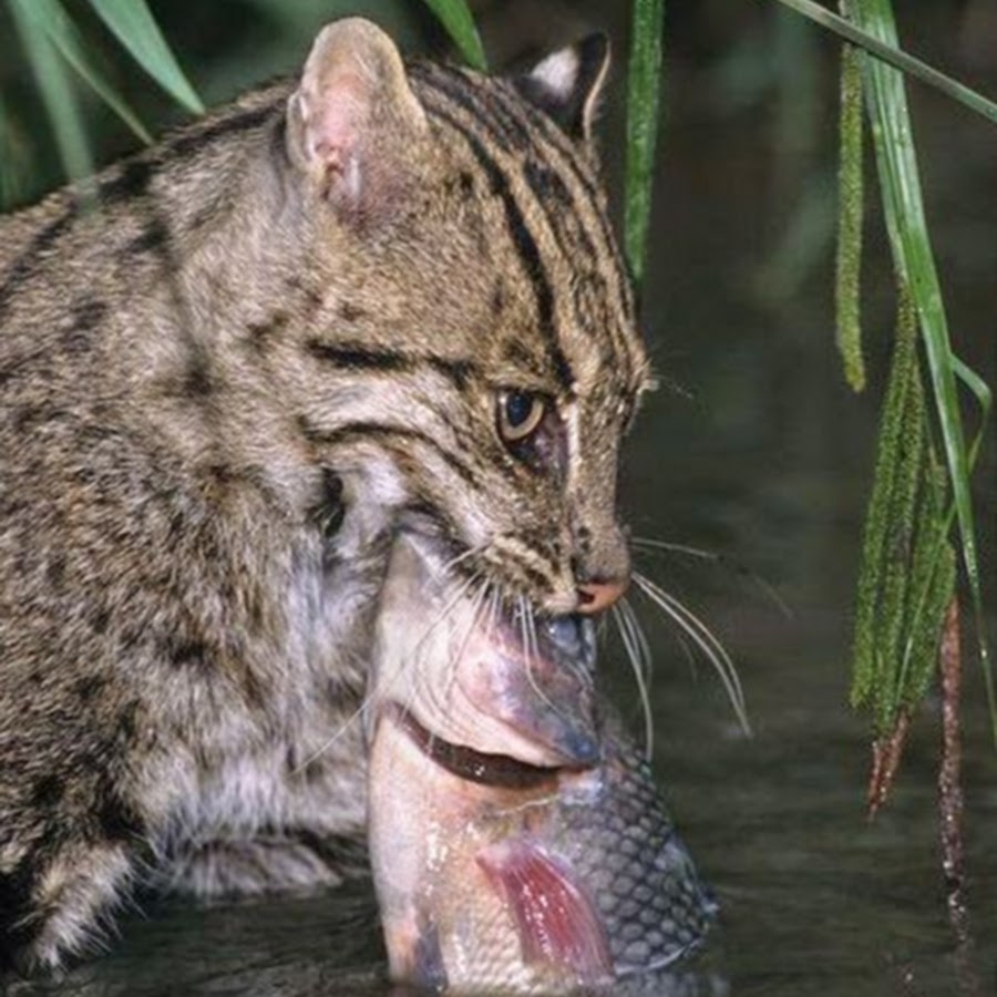 Кот виверровый кот-рыболов