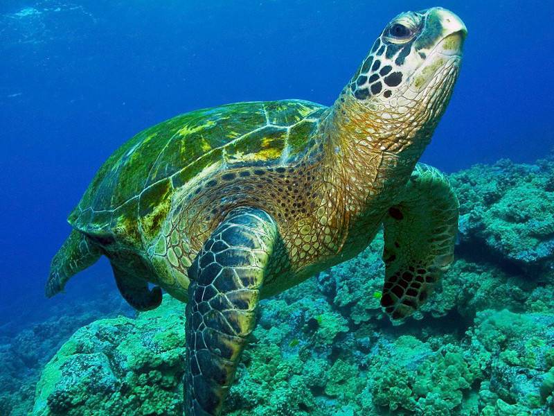 Среда обитания зеленой черепахи. Зеленая (суповая морская черепаха). Атлантическая зелёная черепаха. Гавайская зеленая черепаха. Отряд черепахи (Chelonia).